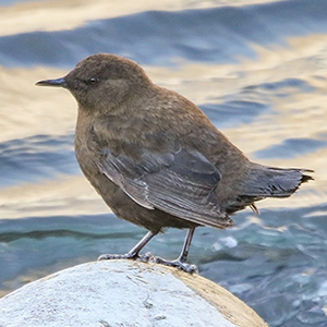 Brown Dipper